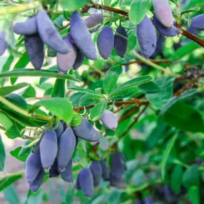Жимолость съедобная БЛЮ БАНАНА (ГОЛУБОЙ БАНАН) в Лиде