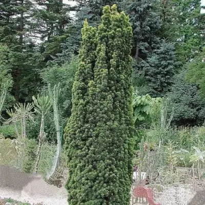 Тис ФАСТИГИАТА РОБУСТА  ягодный  в Лиде