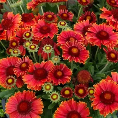 Гайлардия АРИЗОНА РЕД ШЕЙДС в Лиде