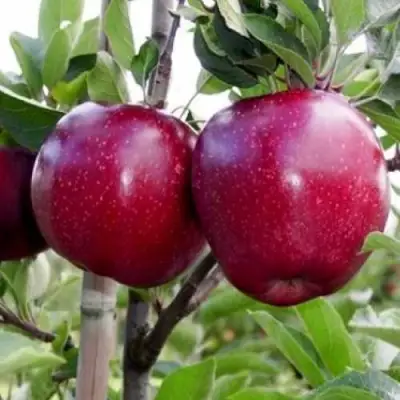 Яблоня РЕД ДЕЛИШЕС в Лиде