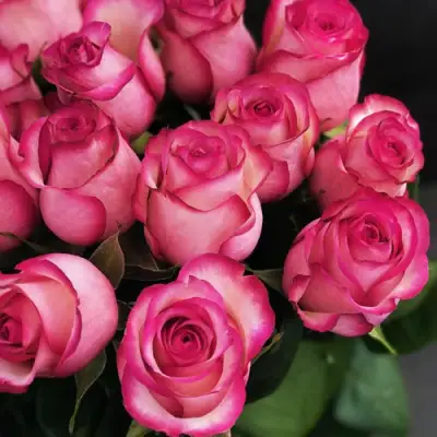 Роза КАРУСЕЛЬ чайно-гибридная в Лиде