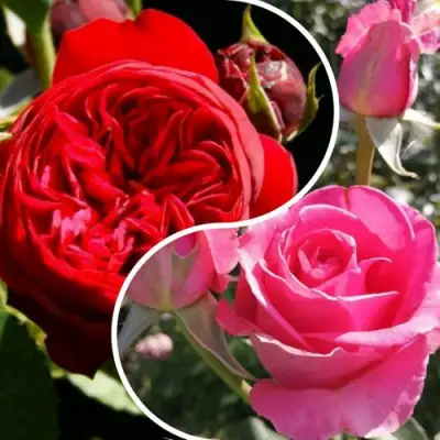 Комплект РОМАНТИЧЕСКИЙ БУКЕТ в Лиде