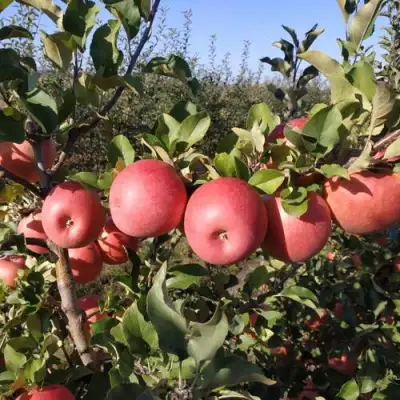 Яблоня ЧЕМПИОН РЕНО в Лиде