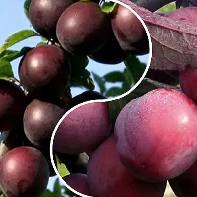 Комплект ИЗЮМИНКА САДА в Лиде