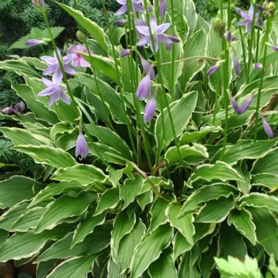 Хоста СТИЛЕТТО гибридная в Лиде