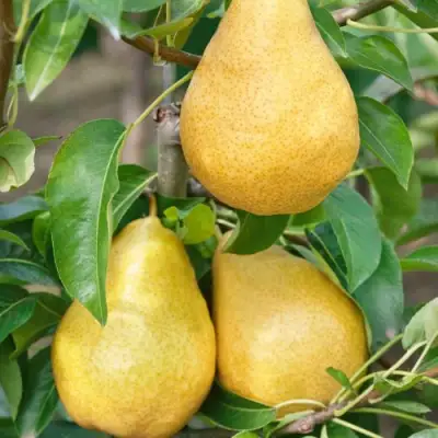 Груша ДЮШЕС ЛЕТНИЙ в Лиде