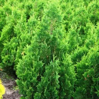 Туя СПИРАЛИС западная в Лиде