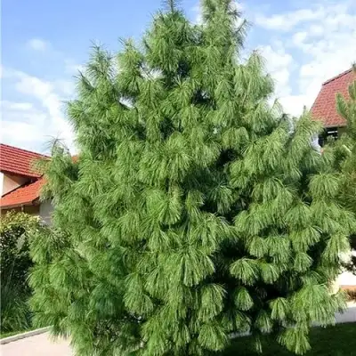 Сосна гриффита в Лиде