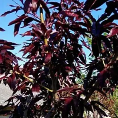 Персик БУРГУНДИ краснолистный в Лиде