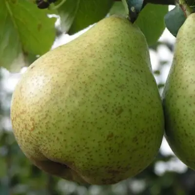 Груша ПЛАТОНОВСКАЯ в Лиде