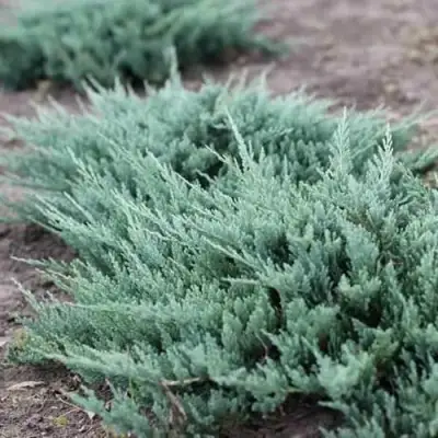 Можжевельник БЛЮ ЧИП горизонтальный  в Лиде