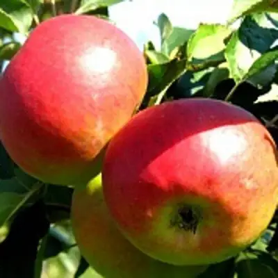 Яблоня СОКОЛОВСКОЕ стелющаяся в Лиде