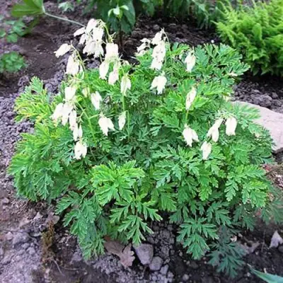 Дицентра красивая АВРОРА в Лиде