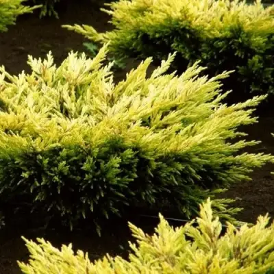 Можжевельник ЛАЙМ ГЛОУ горизонтальный  в Лиде