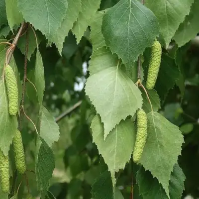 Береза бумажная в Лиде