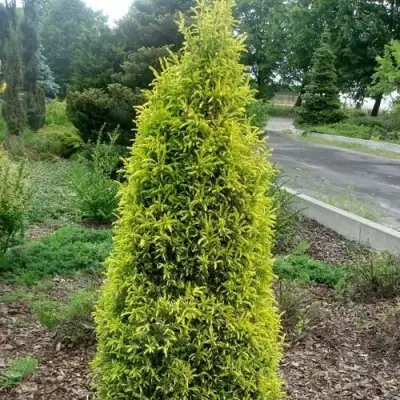 Можжевельник ГОЛД КОН обыкновенный в Лиде