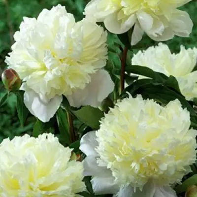 Пион ЛАУРА ДЕСЕРТ травянистый в Лиде