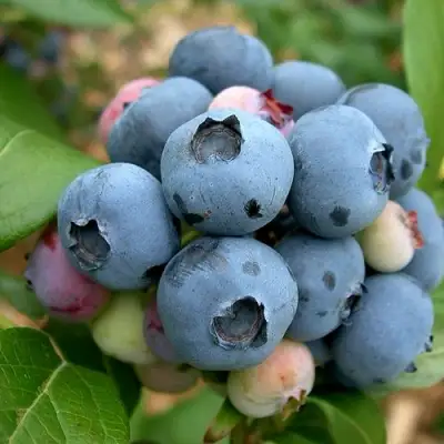 Голубика КОЛЛИНЗ в Лиде