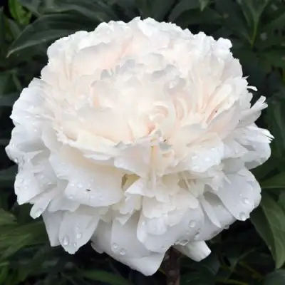 Пион БРАЗЕР ЧАК травянистый в Лиде