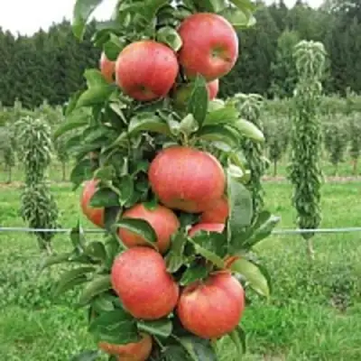 Яблоня ЯНТАРНОЕ ОЖЕРЕЛЬЕ колонновидная в Лиде
