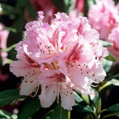 Рододендрон ЧИР в Лиде