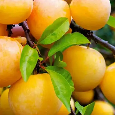 Слива МЕДОВАЯ ЖЁЛТАЯ в Лиде