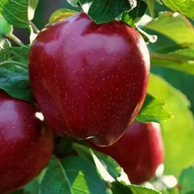 Яблоня РЕД ЧИФ в Лиде