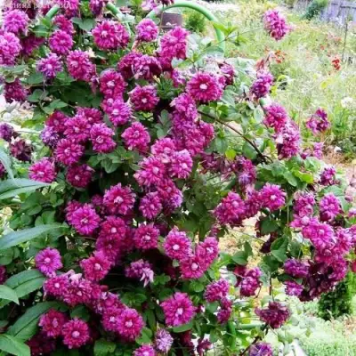 Клематис ПУРПУРЕА ПЛЕНА ЭЛЕГАНС в Лиде