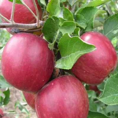 Яблоня МОСКОВСКОЕ ОЖЕРЕЛЬЕ колонновидная в Лиде