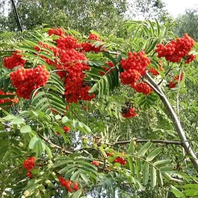 Рябина САХАРНАЯ ПЕТРОВА сладкоплодная в Лиде