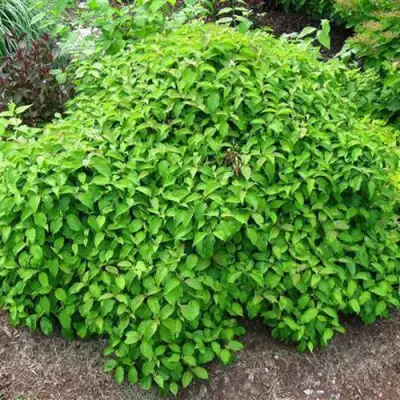 Дерен КЕЛСЕИ шелковистый  в Лиде