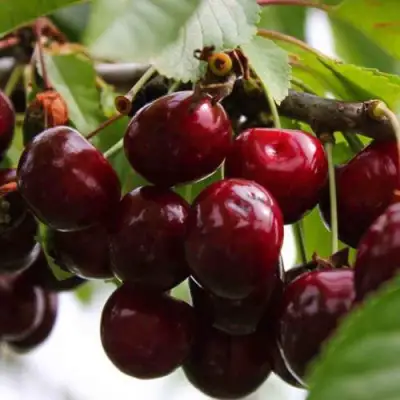 Вишня НОВОДВОРСКАЯ в Лиде