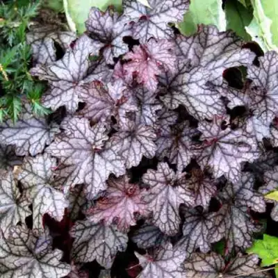 Гейхера ШУГА ФРОСТИНГ в Лиде