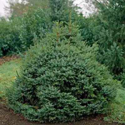 Ель НАНА сербская в Лиде