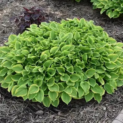 Хоста ГОЛДЕН ТИАРА в Лиде