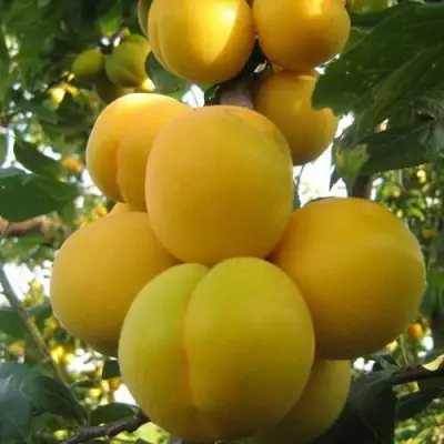 Слива ЛОДВА в Лиде