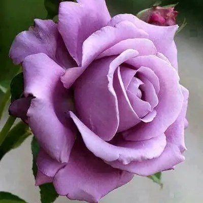 Роза МАЙЗЕР чайно-гибридная в Лиде