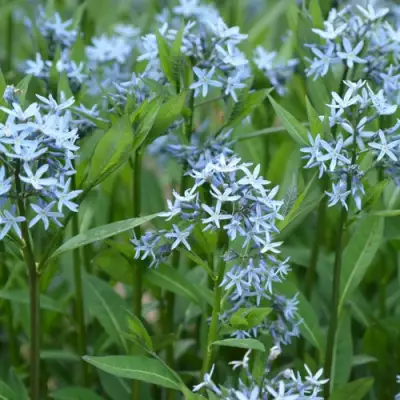 Амсония иволистная в Лиде