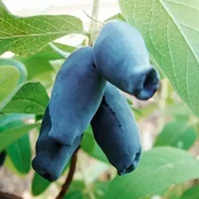 Жимолость съедобная АМФОРА в Лиде