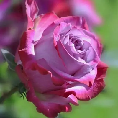 Роза ДИП ВОТЕР чайно-гибридная в Лиде