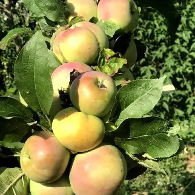 Яблоня ПРИОКСКОЕ колонновидная в Лиде