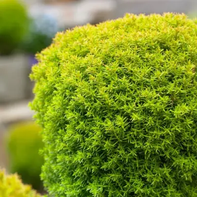 Туя АННИЕК западная в Лиде