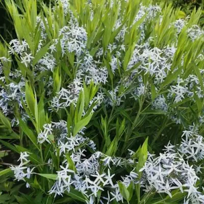 Амсония иволистная в Лиде