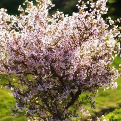 Сакура КОЙО НО МАЙ в Лиде