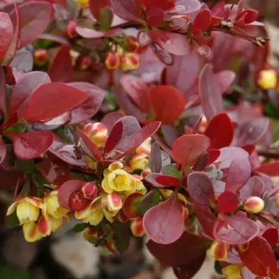 Барбарис КАРМЕН тунберга в Лиде