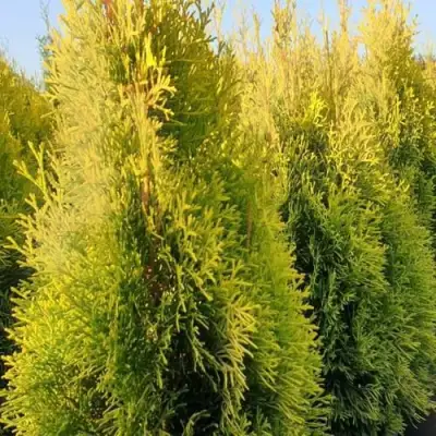 Туя ГОЛДЕН СМАРАГД западная в Лиде