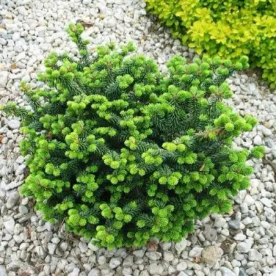 Пихта НАНА бальзамическая в Лиде