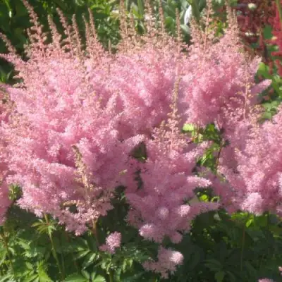 Астильба ЭДЕНС ОДИССЕЙ Арендса в Лиде