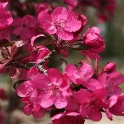 Яблоня РЕД КЕТТИ в Лиде