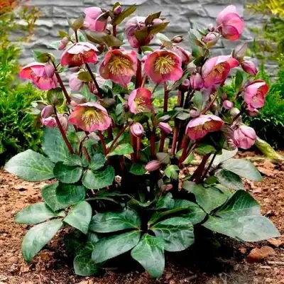 Морозник ВОСТОЧНЫЙ в Лиде